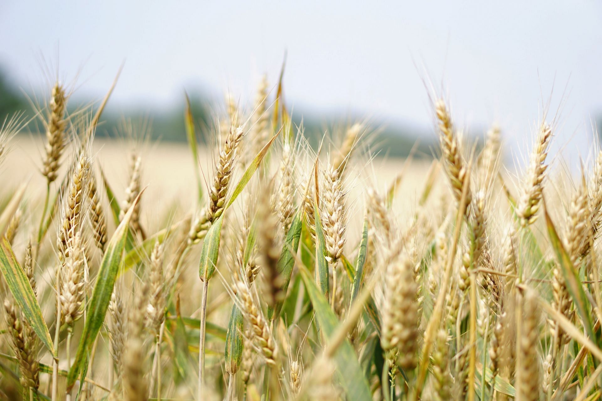 Worst foods to avoid for bone density (image sourced via Pexels / Photo by pixabay)